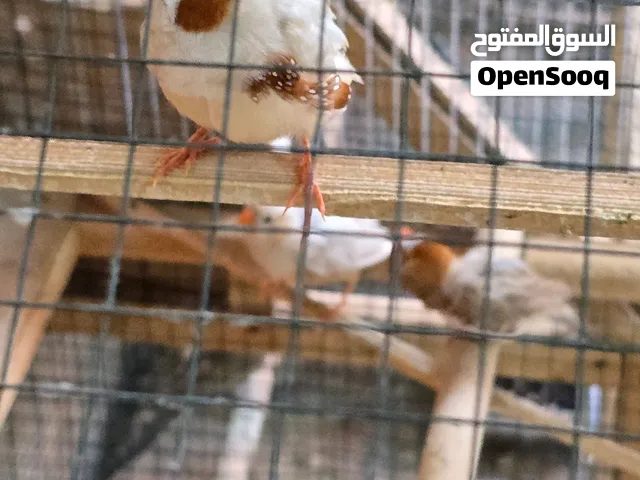 فناجس للبيع جامبو خشنات اقره الوصف