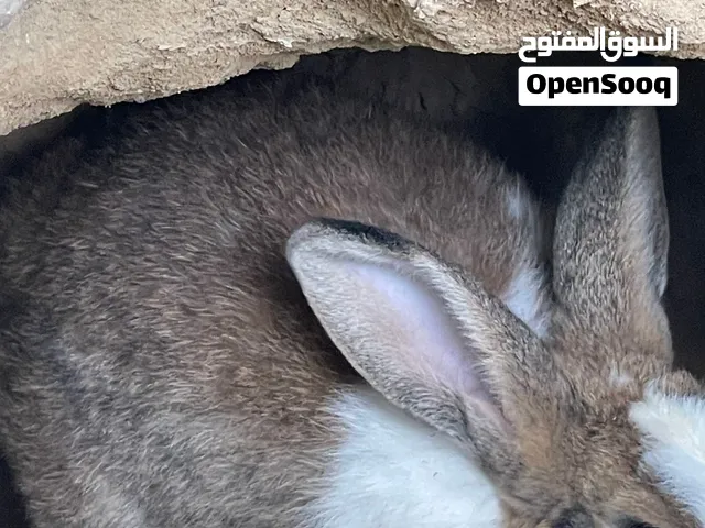 أرنب ذكر حار هجين السعر9