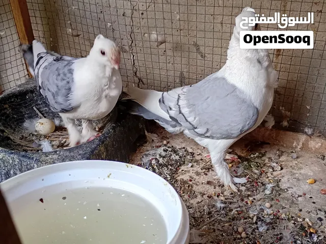 حمام ستلايت خشنات 25