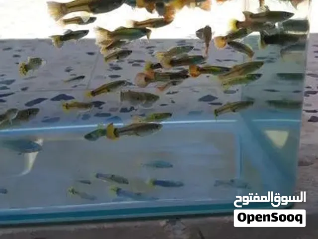 متوفر قوبي للبيع جمله