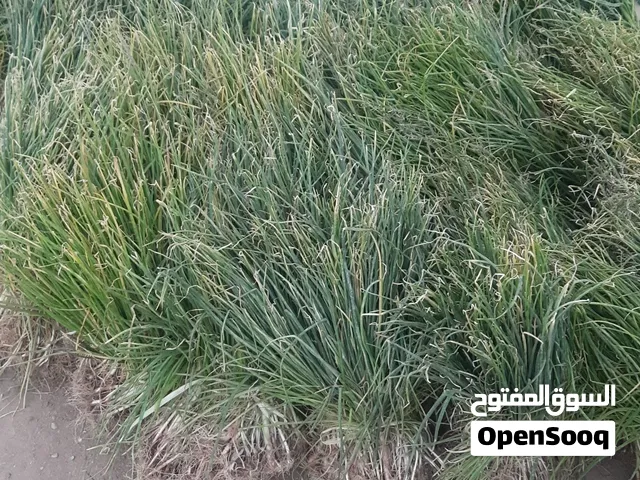 بذار بصل احمر يمني وإيطالي وعماني
