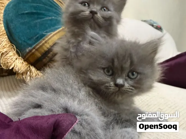 قطط بيرتيش لونج هير