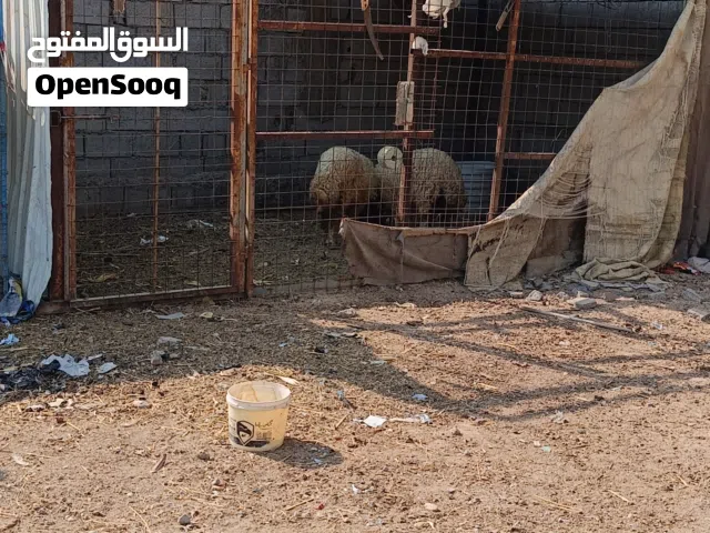 قفص للبيع خمسه بثلاثه