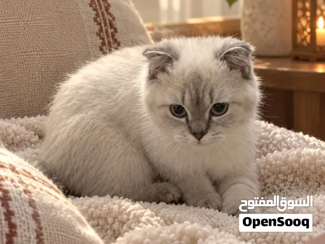 � سنورة سكوتش فولد