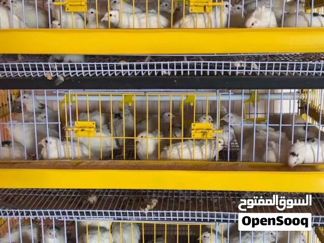 فري/سمان تكسس 130 حبه منتجه معا البطاريه