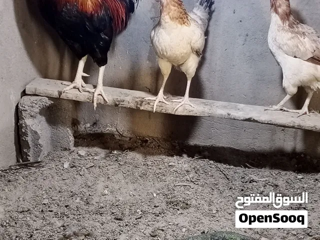 دجاجتين كويتي السعر250 بيهن مجال