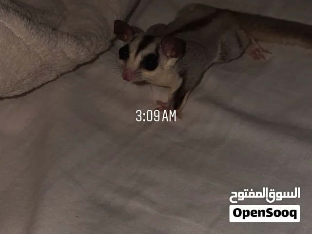 شوقر قلايدر, السعر 1000