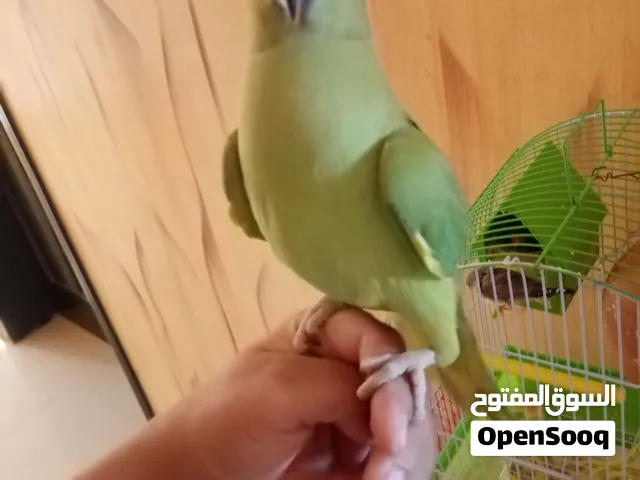ببغا أخضر بعشرين