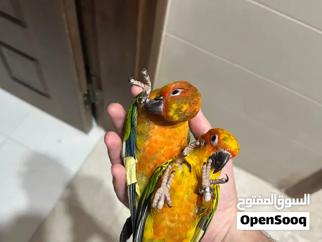 ترويض و تدريب كافة أنواع الطيور و الببغاوات تحت إشراف مختص بخبره لا تقل عن 7 سنوات