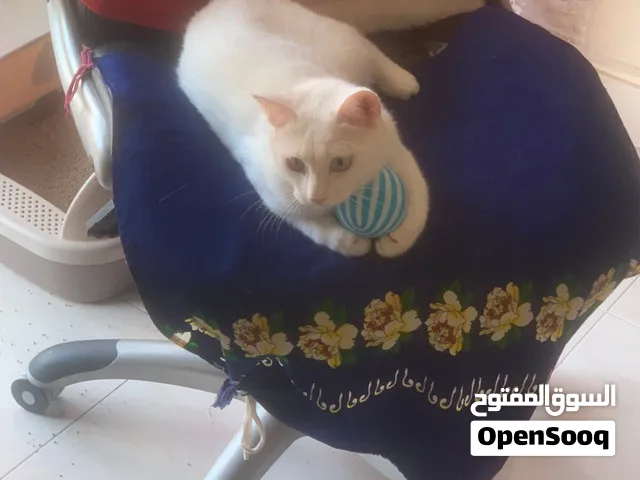 persian Female Cat for Adoption (Free)