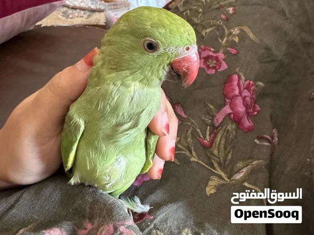 3 months old parrot IRN