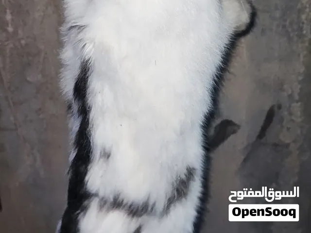 ارانب عربيات للبيع ادكوره ونتيات