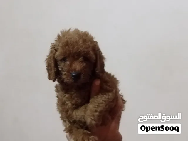 جراء توي بودل