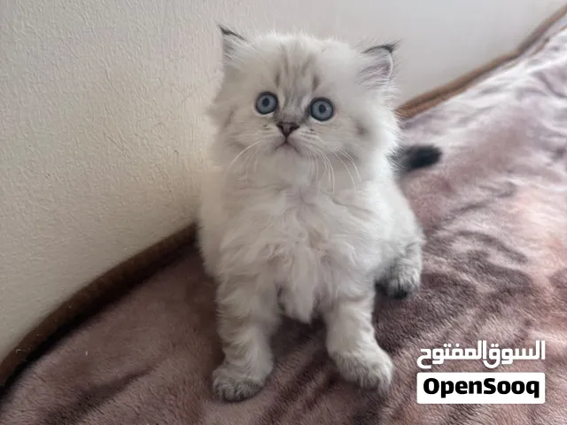 قطط صغير  سكوتش وبلو بوينت