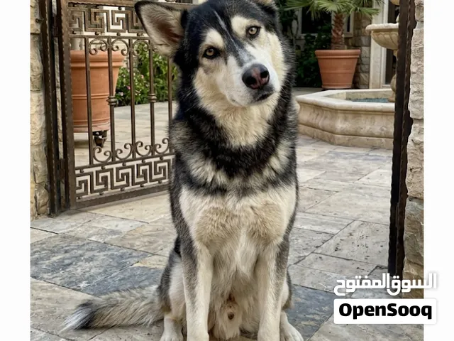 هاسكي/ مدرب على الاوامر، مطيع، حراسه، يهاجم بالامر