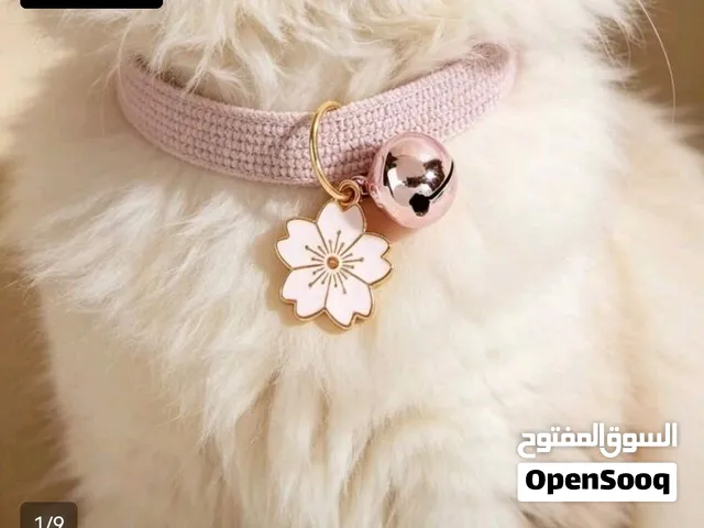 مطلوب قط للتبني