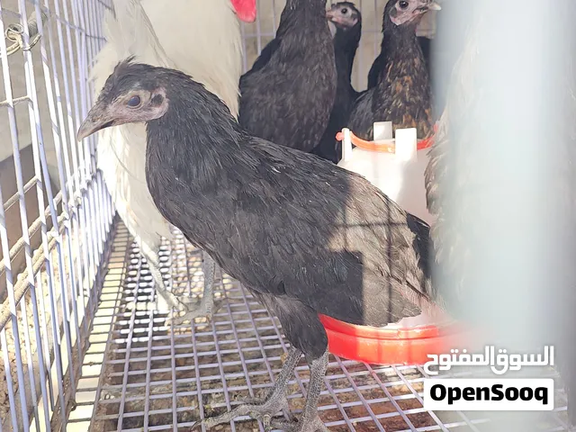دجاج وديوك بلدي