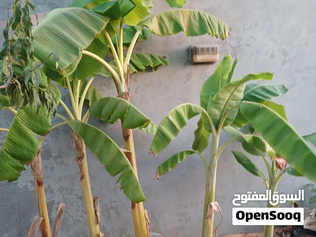 شتول موز للبيع
