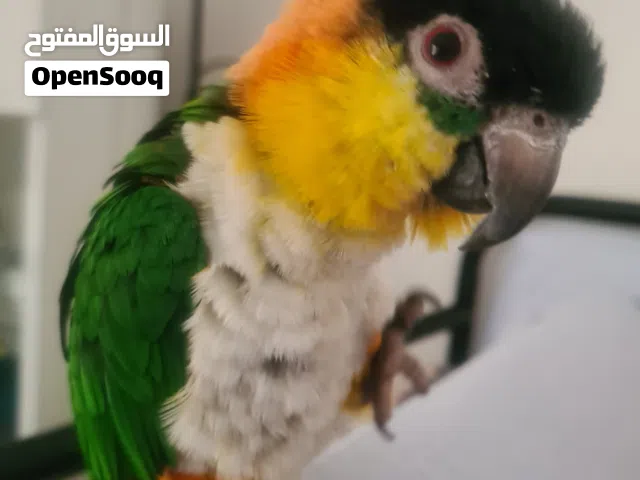 Black headed caique bird