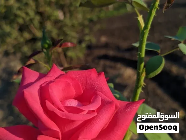 مطلوب عمال تفويل سيارات
