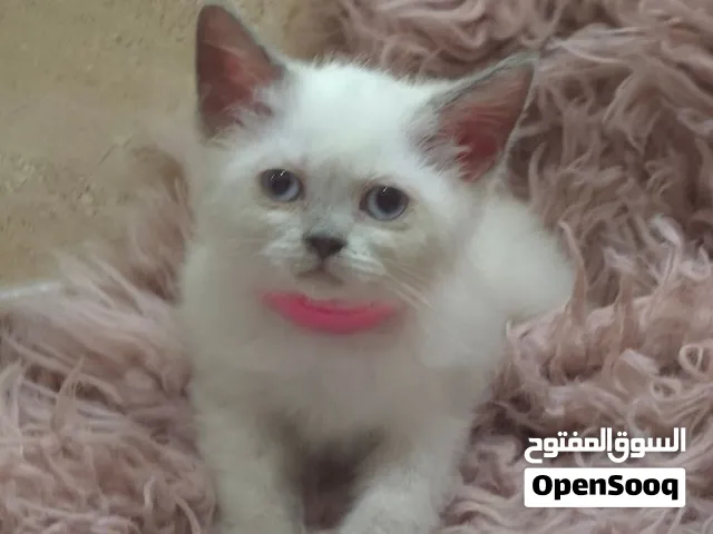 قطط سيامي وسكوتش فولد العمر من 45 يوم الي شهرين