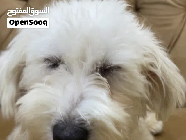 كلب من نوع ويست هايلاند