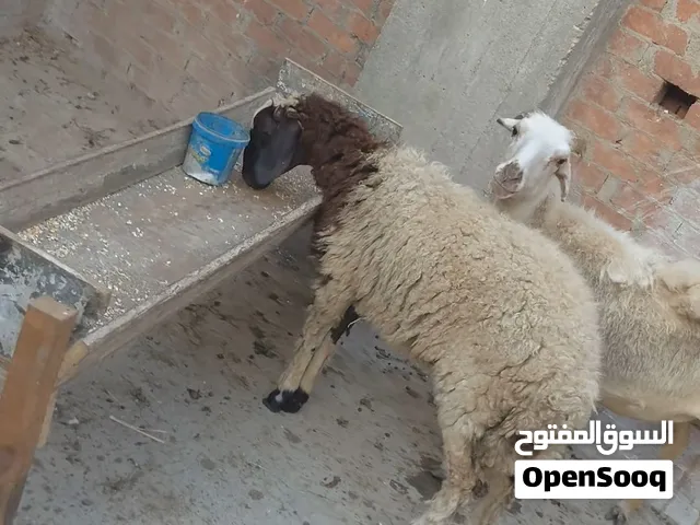بسم الله الرحمن الرحيم الاثنين5/10/2026 متاح نتايتين بدريه لبانه 6 شهور نعجه قرنه شامي كاسره6 تمشي