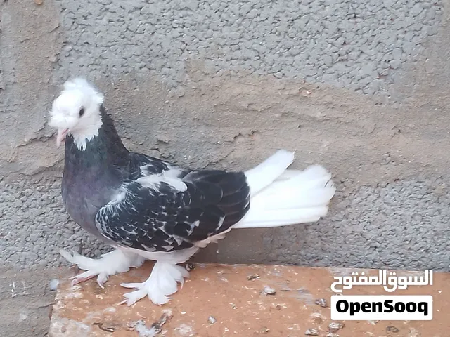السلام عليكم موجود أنثى تاكلا قلاب عمودي