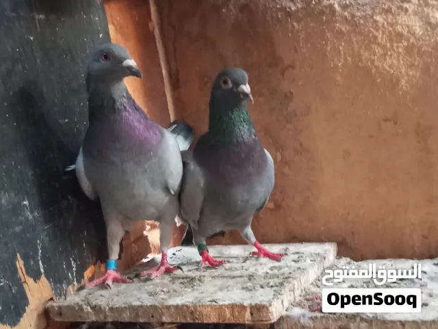 دكرين جمعيات ازازي شغالين ونتايه جمبست
