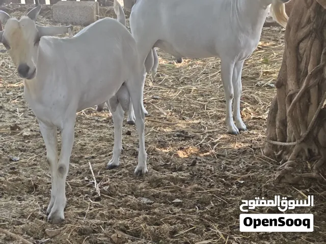 تيوس صوماليه مطعومه 5شهور