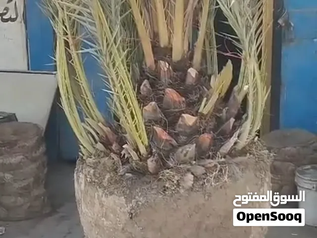 برحي حر ابو الخصيب. فسائل أو امايات .. كعدية  ويوجد كل انواع النخل