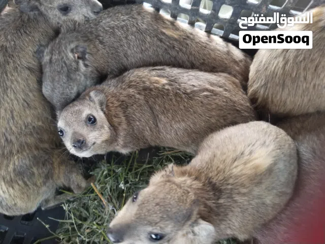 وبران للبيع وبران للبيع وبران للبيع  كبير حوامل وسط وصغير  ذكور واناث