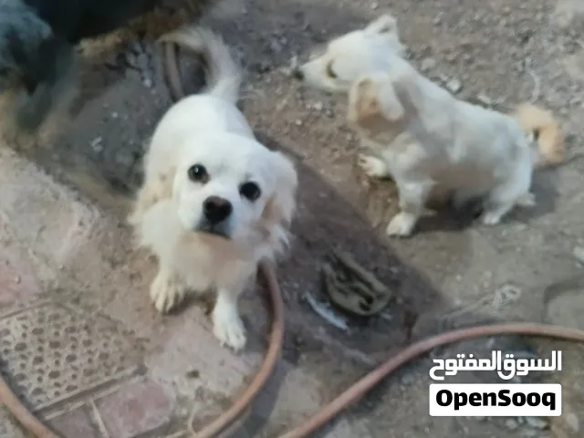 كلاب لولو فوكس نثيه وفحل و5 جراء