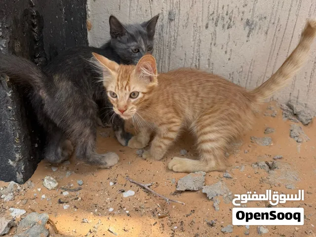 للتبني دكر و انثى بالبضاعتهم