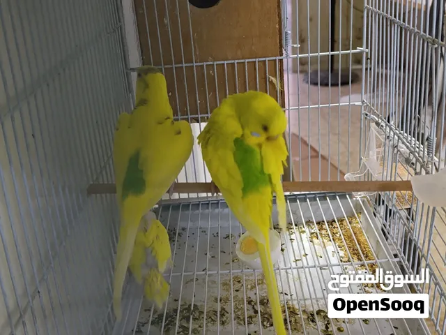 جوز طيور حب شغال مع فرخين  السعر 150شيقل