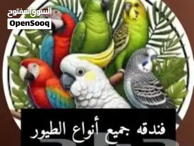 فندقه استقبال طيور