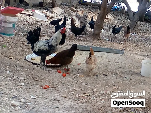 للبيع دجاج بلدي بياض 15دجاجا وديك بصلاة على النبي سعرررررررر حرق
