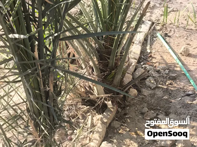 نخل للبيع قيم وخذ