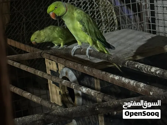 طيور دره اقره الوصف