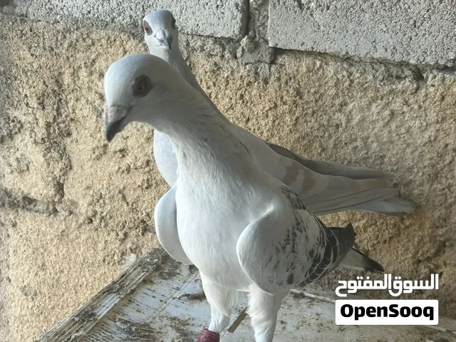 حمام للبيع