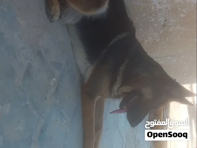 ولف جرمن شبرد
