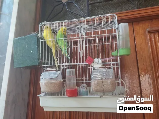 طيور بقالينو