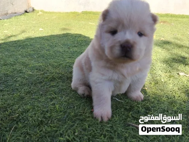 جراء تشاو تشاو 20 يوم  جاهز للحجز