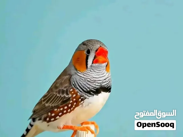 مطلوب زوج فناجس كون مبيضات اقرا تفاصيل