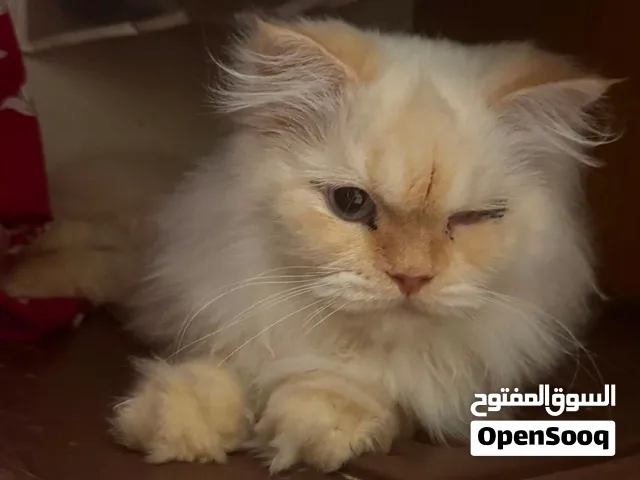 Rescue cat with one eye blind