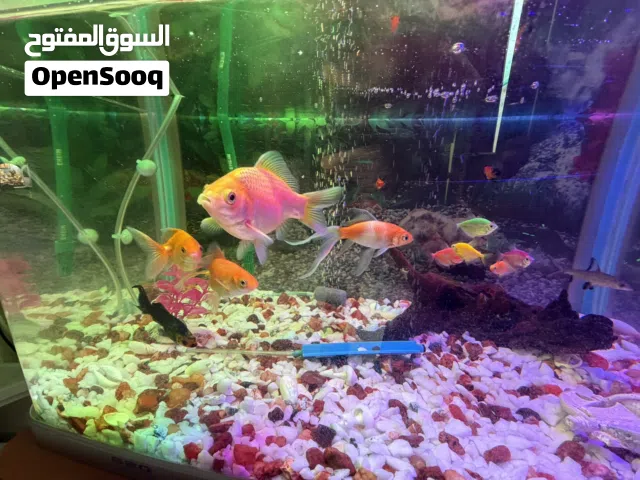 620 Model Aquarium with Koi Fishes cabinet and EHIEM 440 Pump