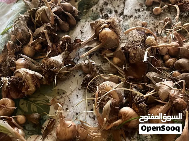 ابصال زعفران