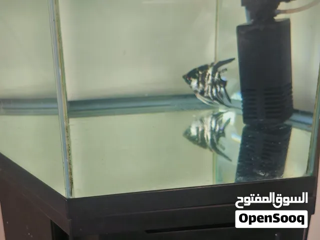 حوض سمك شامل الفلتر وسمكة والقاعدة وبقية المشتملات