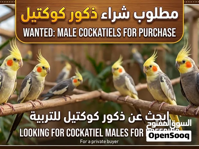 ابحث عن ذكور بسعر جيد و المعقول