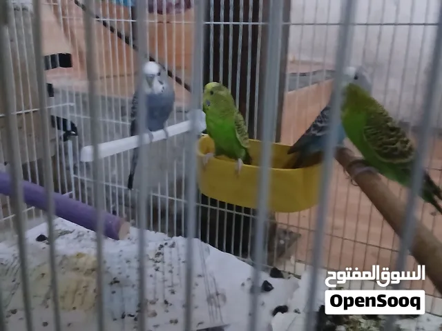 السلام عليكم البيع الطيور حب عندي جوز منتج وعندي الطيور حب 2ذكرو